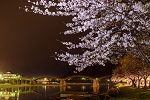 錦帯橋に架かる夜桜