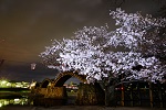 夜桜と錦帯橋