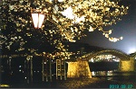 錦帯橋と夜桜