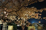 錦帯橋と桜