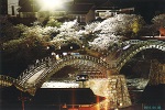 Light Up 錦帯橋と夜桜