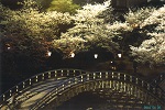 錦帯橋と夜桜