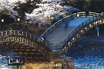 錦帯橋と夜桜