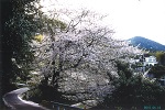 桜大木