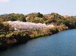 錦川と桜
