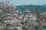 桜並木と岩国城