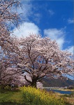 門前川河畔