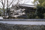 水西書院の薄墨桜