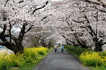 川西の桜トンネル