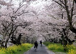 さくらの通学路