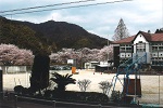 木造校舎と桜