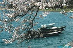 桜と木造川船