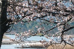 いせきに臨む桜