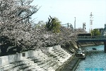 桜と雁木