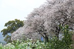 楠町の土手桜