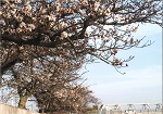 日常生活に馴染んだ桜並木