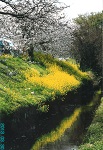 桜と菜の花と農業用水路