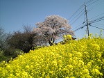 川下土手の2重奏