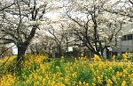 桜と菜の花