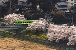 清流線と桜並木