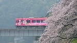列車が桜並木を抜けるとシャッターチャンス