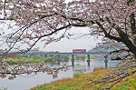 春の錦川を渡る～ひだまり号～