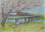 錦川と鉄橋と桜