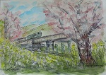 土手と鉄橋と桜