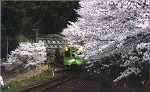 錦川清流線とＮＴ300と桜