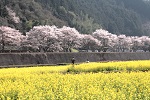 春の南河内　1