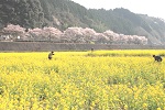 春の南河内　2