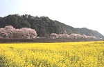 春の南河内　3