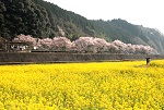春の南河内　5