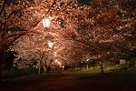 桜のトンネル