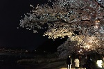 夜桜