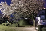 第1山公園の夜桜