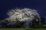 東地区キリン公園の夜桜