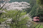 桜並木を抜けて
