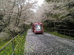 桜吹雪のトコトコトレイン