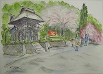深竜寺　櫻