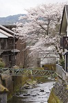 古き旅館と桜（岩国市本郷町本郷）