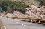 本郷さくら街道