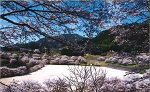 桜の中にグラウンド！？