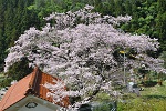 恵比寿屋　エドヒガン桜