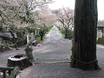 樹齢1千年の老杉と桜並木