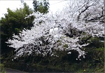 やすみ川のそばの山桜