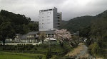 学校の桜・周北小学校