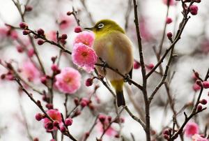 『春の予感』の写真