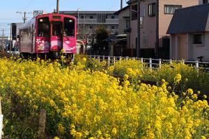 『なの花のお迎え』