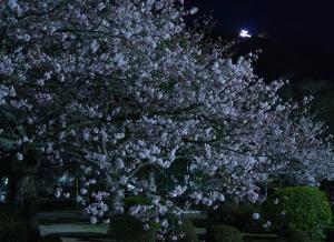 今宵は桜香公園の写真